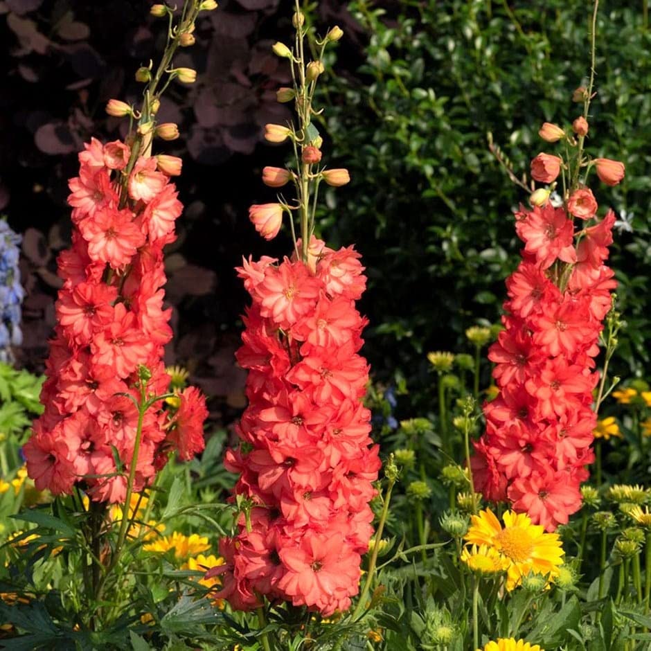 Delphinium consolida Red King 10 Seeds, Perennial, Tall Flowering,