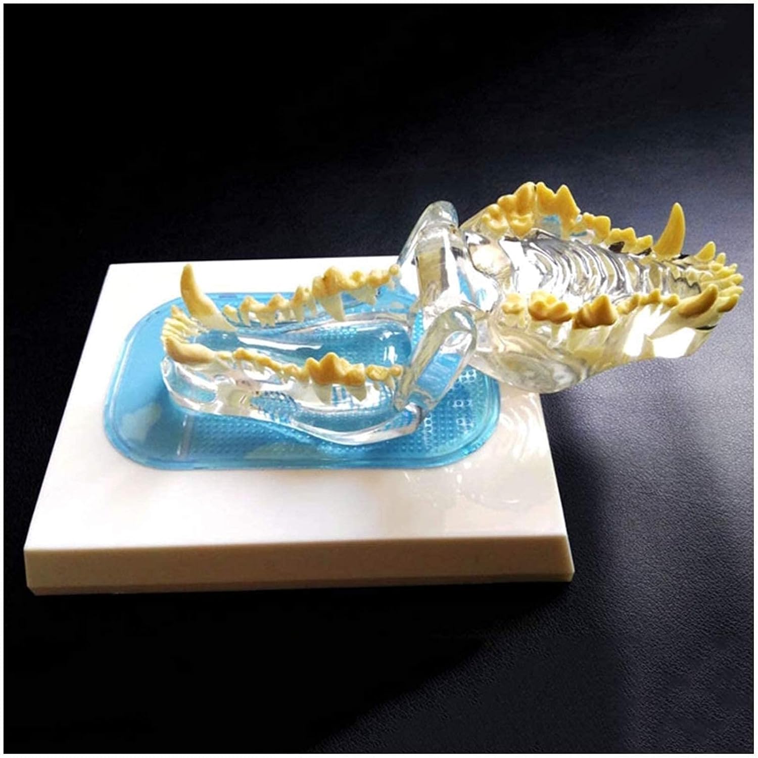 Study Model Dog Teeth Model Canine Teeth Anatomical Model - Canine Dog Jaw Anatomy Medical Animal Teeth Model - for Medical Educational Training Aid (Color : A) (A)