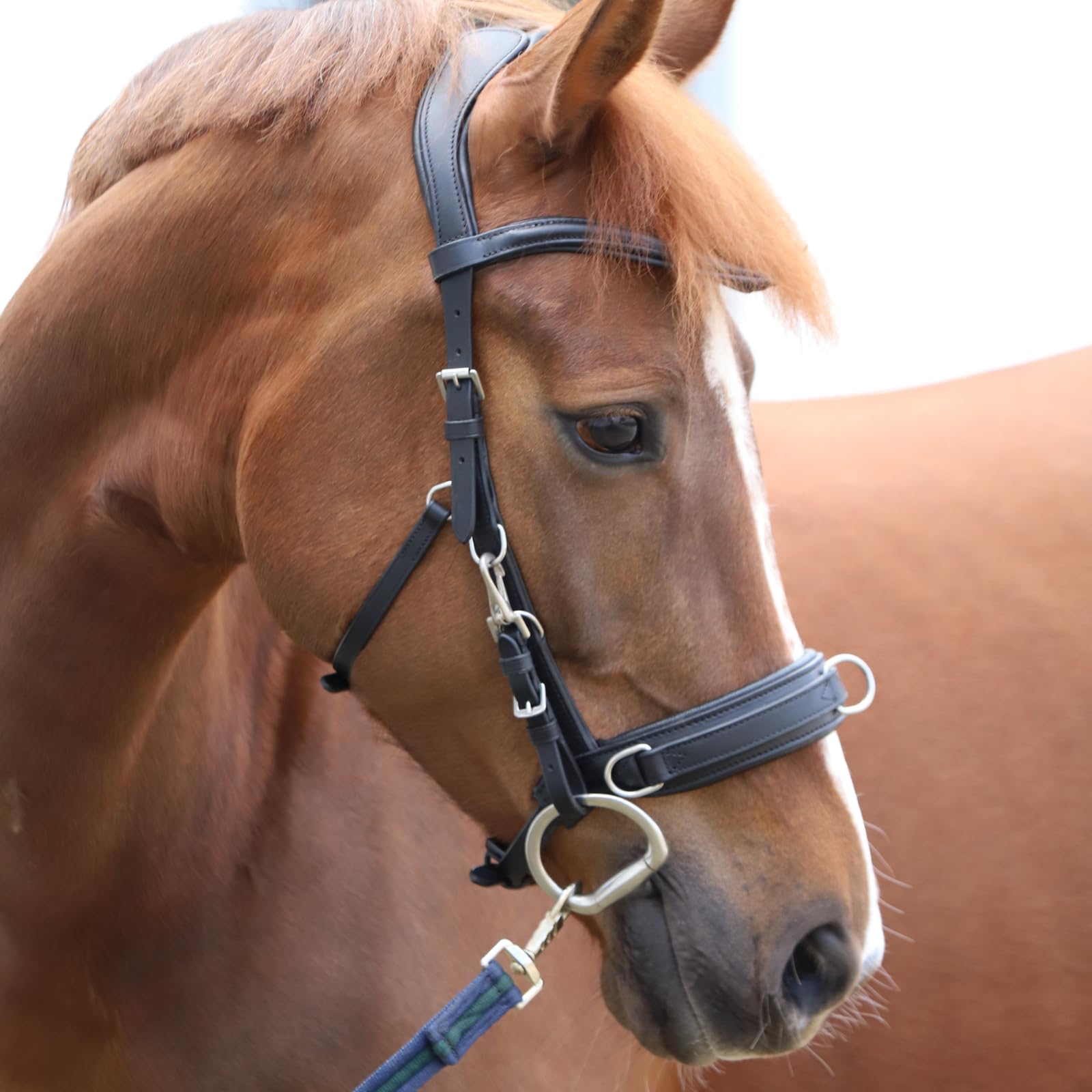 Marengos - Lederkappzaum Anatomic – Kappzaum aus Echtleder – anatomisch & gepolstert – Edelstahl-Beschläge – ideal zum Longieren & Bodenarbeit – braun o. schwarz – Pony, Warm- & Vollblut