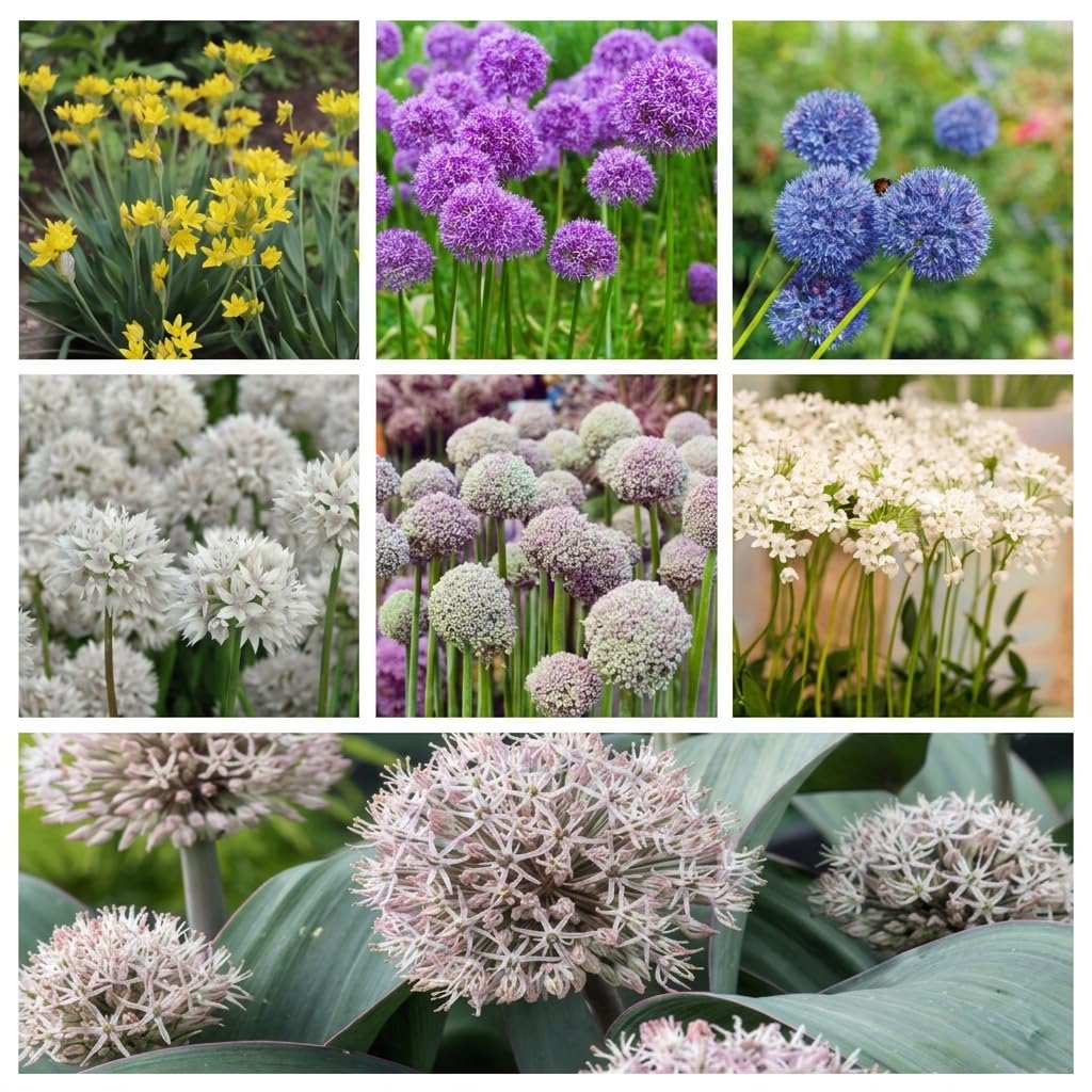 Allium Collection 100 Bulbs Ornamental Onion Spring Flowering Plants T&M