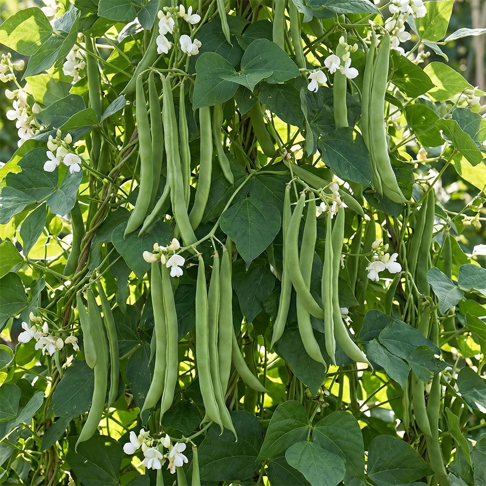 Runner Bean Moonlight Seeds – White Flowered Climbing Variety – Smooth Tender Pods – Summer Cropping Vegetable – Rich in Vitamin C, Iron & Fibre