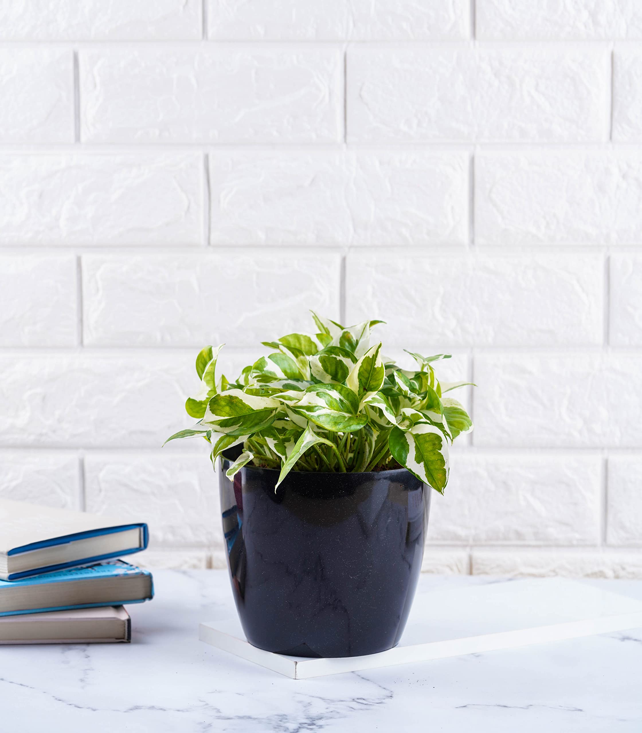 See full amazon price history chart for Nurturing Green® Money Plant (Njoy) in Black Plastic Pot (Size: Large) | Indoor Plants For Living Room | Live Plants Indoor Nurturing Green® Money Plant (Njoy) in Black Plastic Pot (Size: Large) | Indoor Plants For Living Room | Live Plants Indoor (B09TR67333) Amazon Price History, Amazon Price Tracker