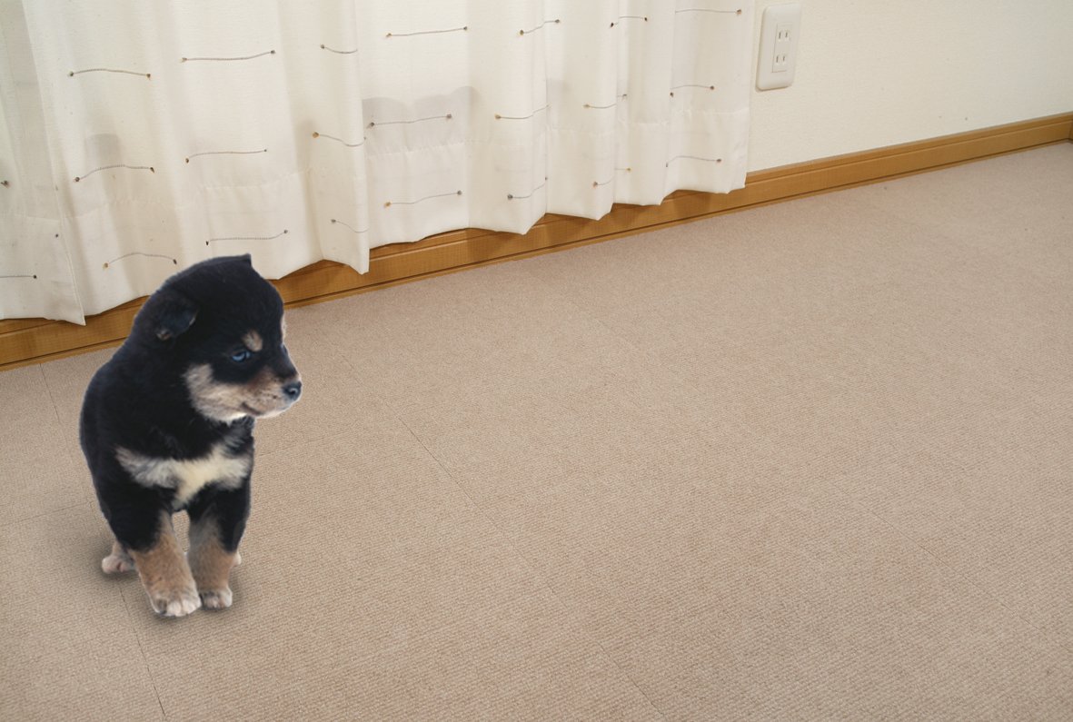 Amazon.co.jp: サンコー おくだけ吸着 獣医師推奨 ペット用撥水タイル