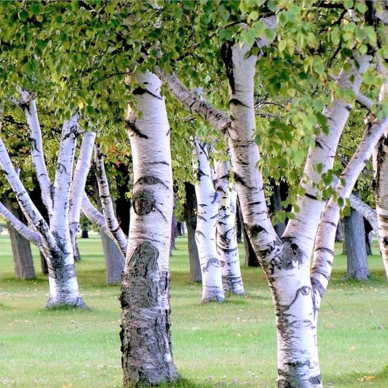 300 semillas de abedul de papel blanco  Betula Pendula corteza escamosa europea follaje amarillo semilla de árbol caducifolio llorón