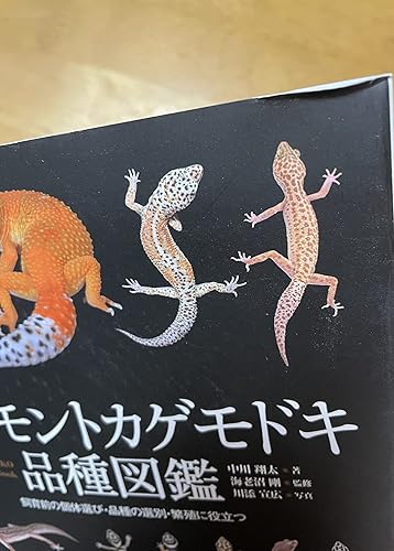 ヒョウモントカゲモドキ品種図鑑: 飼育前の個体選び・品種の選別・繁殖