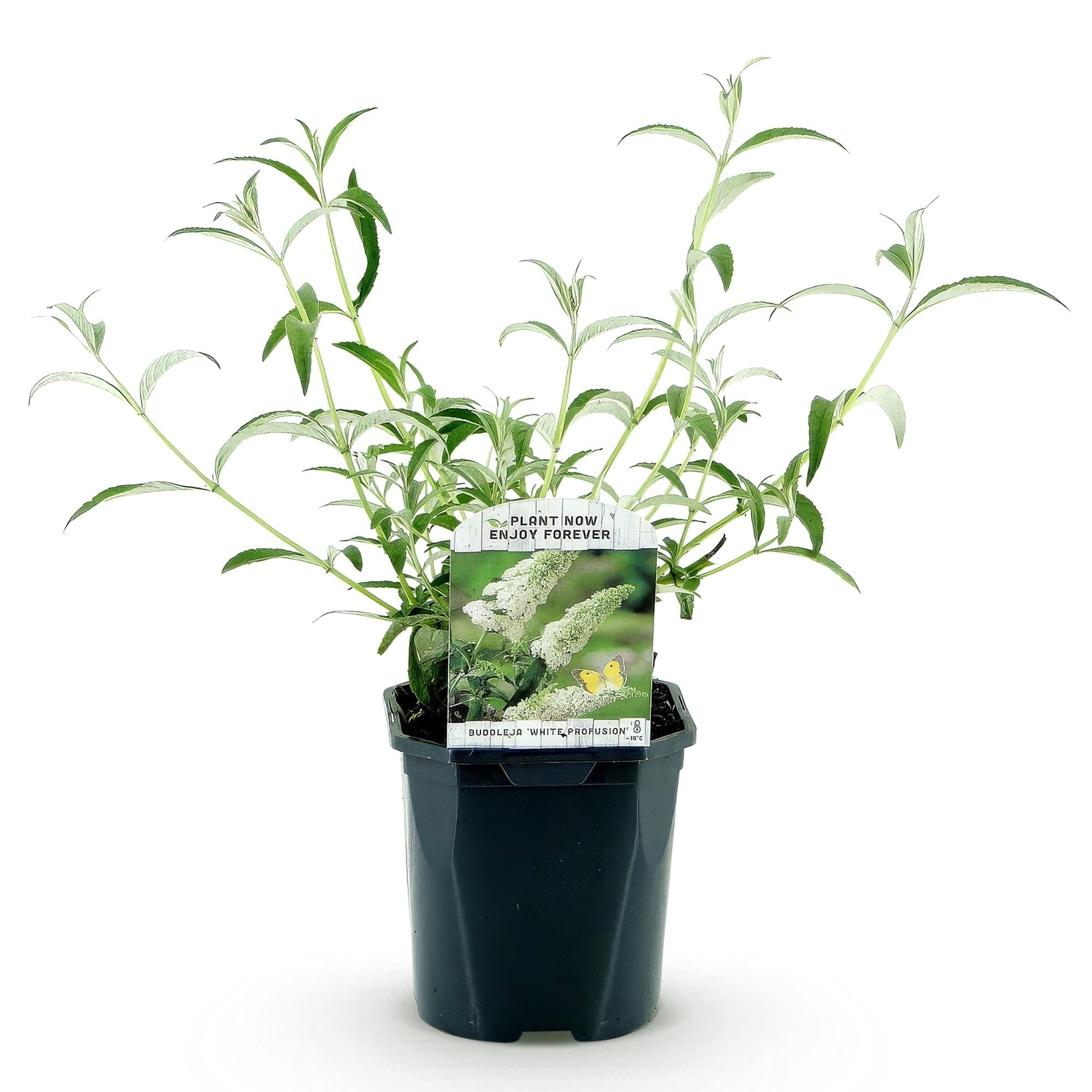 Buddleja davidii White Profusion Arbre à papillons Fleurs Blanches Pot 17cm Hauteur 25cm