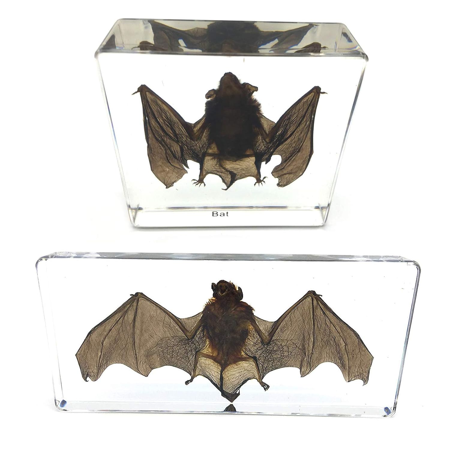 2 PCS Taxidermy Real Bat Specimens Science Classroom Specimen for Science Education
