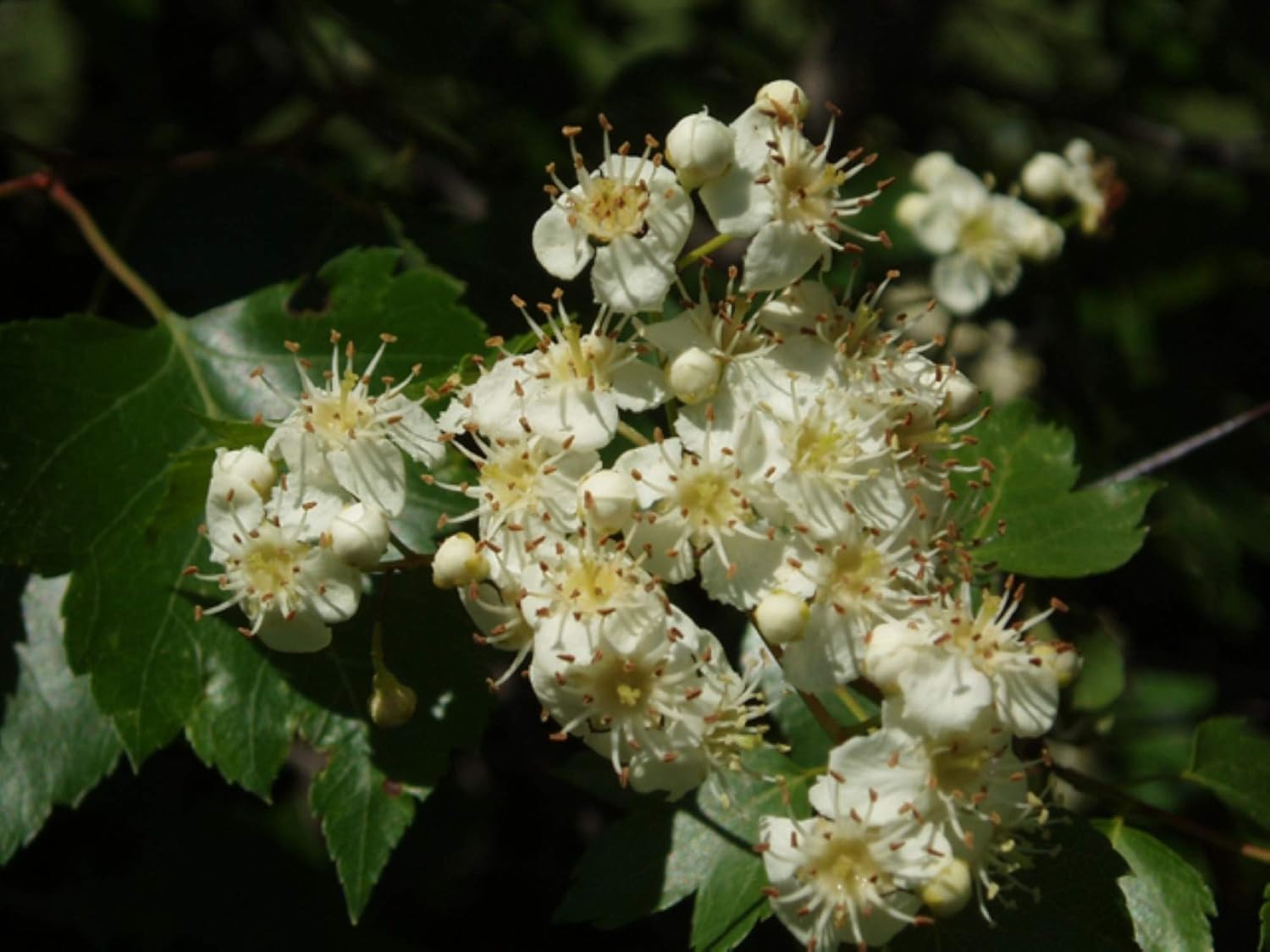 16-18 inches Washington Hawthorn 2 Year Old (Crataegus phaenopyrum) Plant, Well Rooted