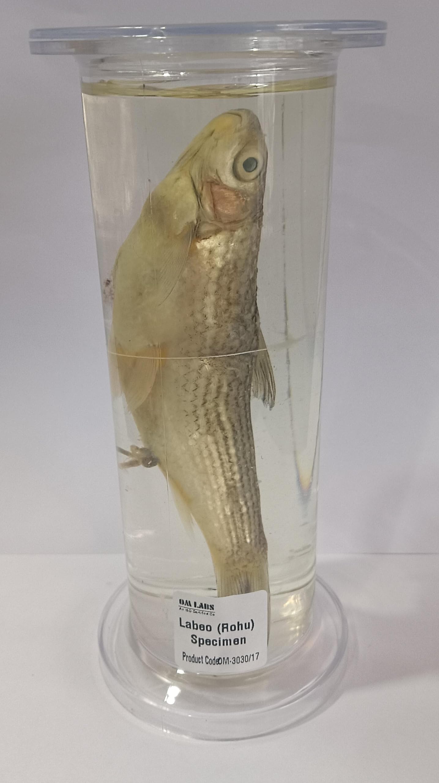 Labeo Rohita Specimen (Zoology Specimen) Brand OM Labs