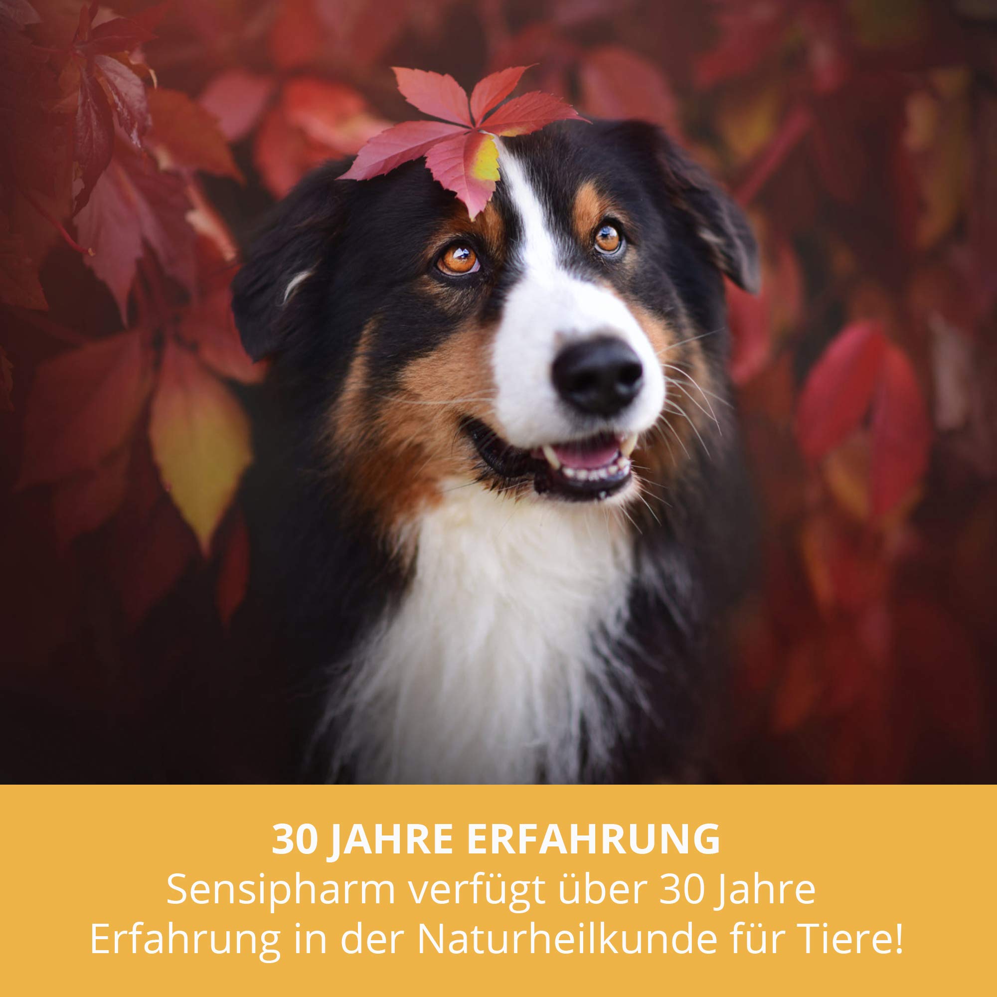 Sensipharm Sensi Ear Drops for Dogs & Cats, Ear Cleaner for Daily Ear Care, Removes Ear Wax & Dirt - Image 3
