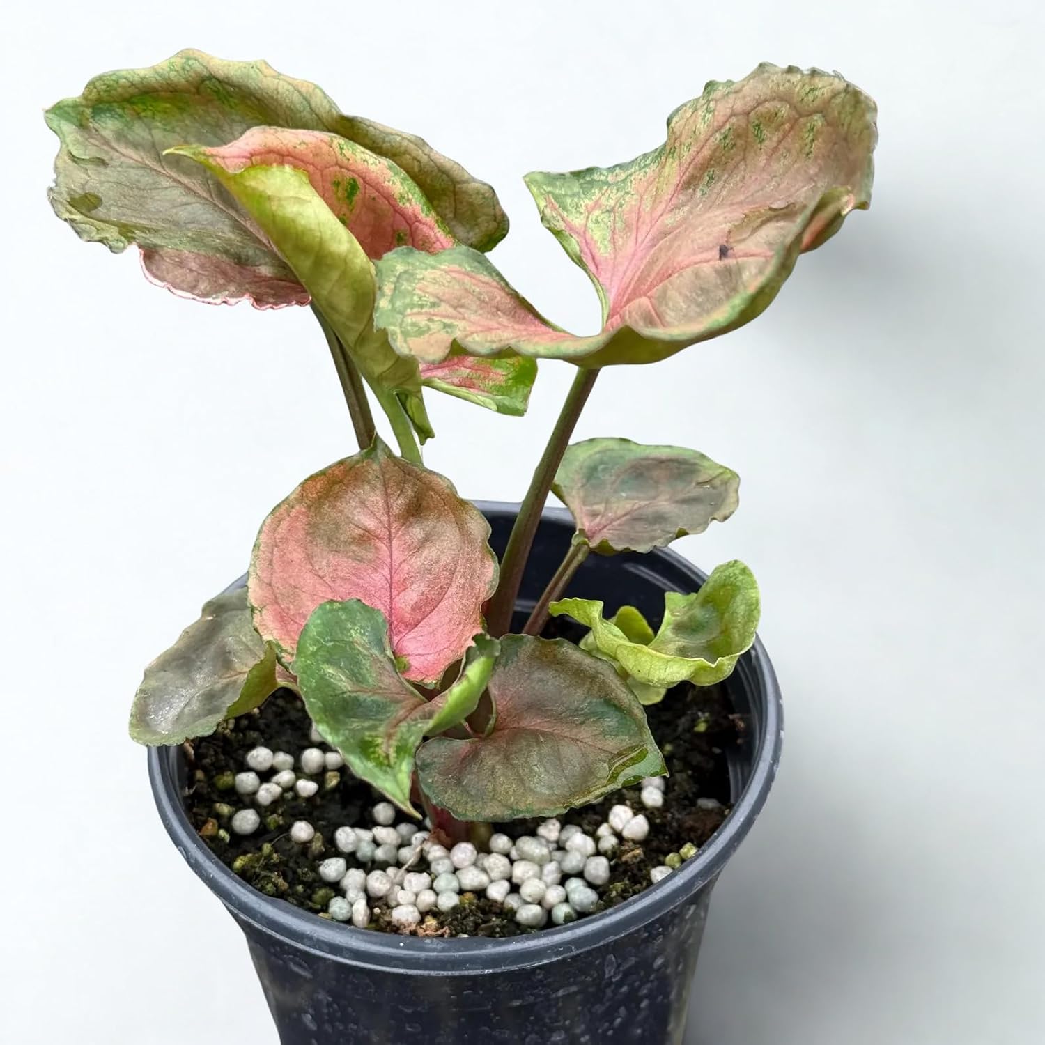 Syngonium Strawberry Ice Live Plant – Rare Variegated Arrowhead Vine – Easy Care Indoor Houseplant Starter – Pink Green Foliage Plant Gift for Home & Office Decor (Heat Pack Included)