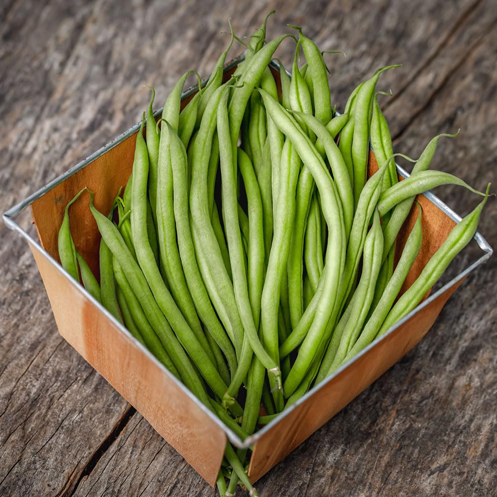 Dwarf French Bean Maxi Organic Seeds β Succulent Stringless Beans Held Well Above the Foliage β for Your Beautiful Kitchen Garden