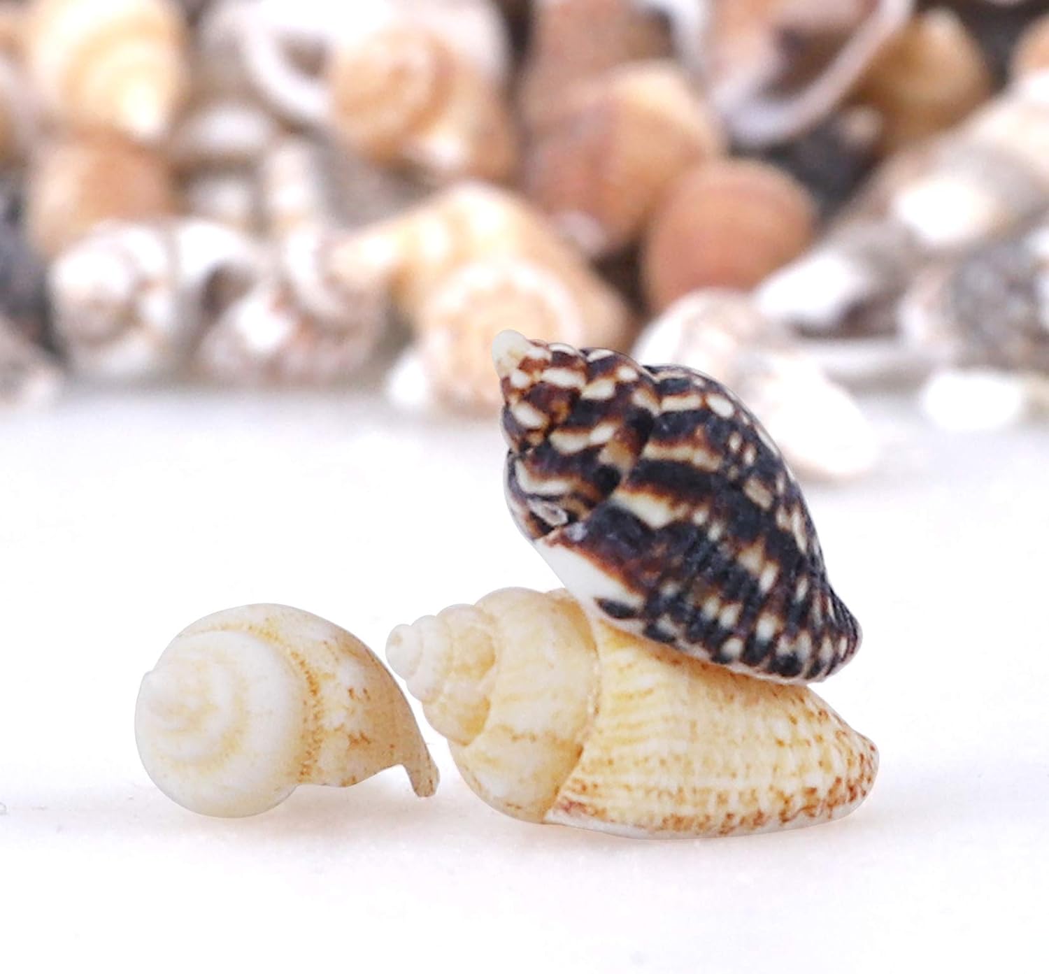 5000PCS Tiny Sea Shells Spiral Conch Shells Craft Charms for Home Decorations Candle Making Wedding Decor DIY Crafts Fish Tank and Beach Vase Filler