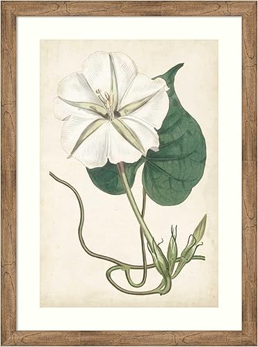 Amanti Art Framed Wall Art Print 44x32 Ivory Garden III by William Curtis, Flowers Wall Art, Vintage Decor, X-Large Poster Painting Artwork for