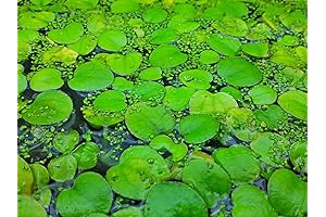 Amazon Frogbits Limnobium Laevigatum Live Aquarium Aquatic Floating Plant