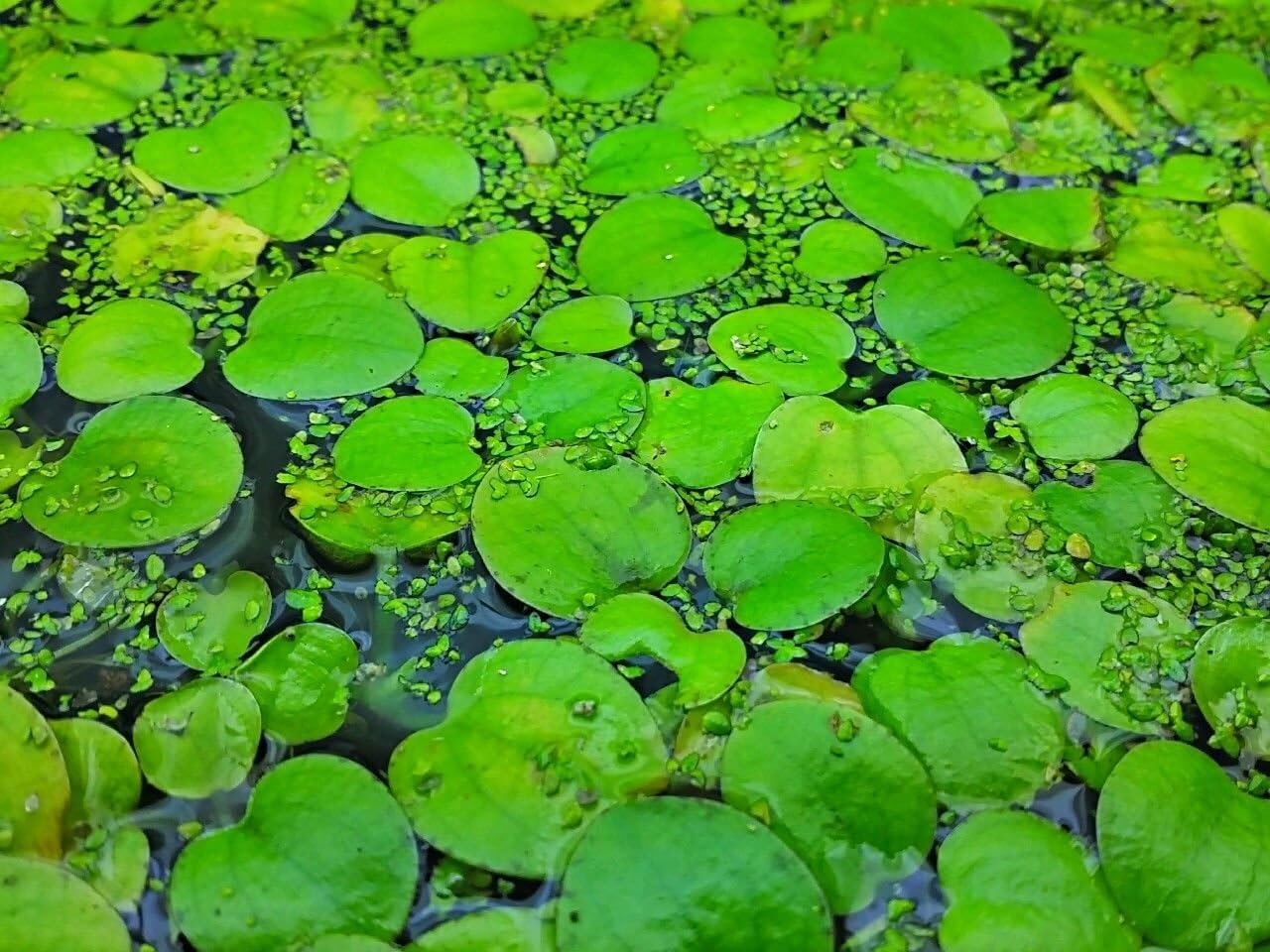 Amazon Frogbits Limnobium Laevigatum Live Aquarium Aquatic Floating Plant