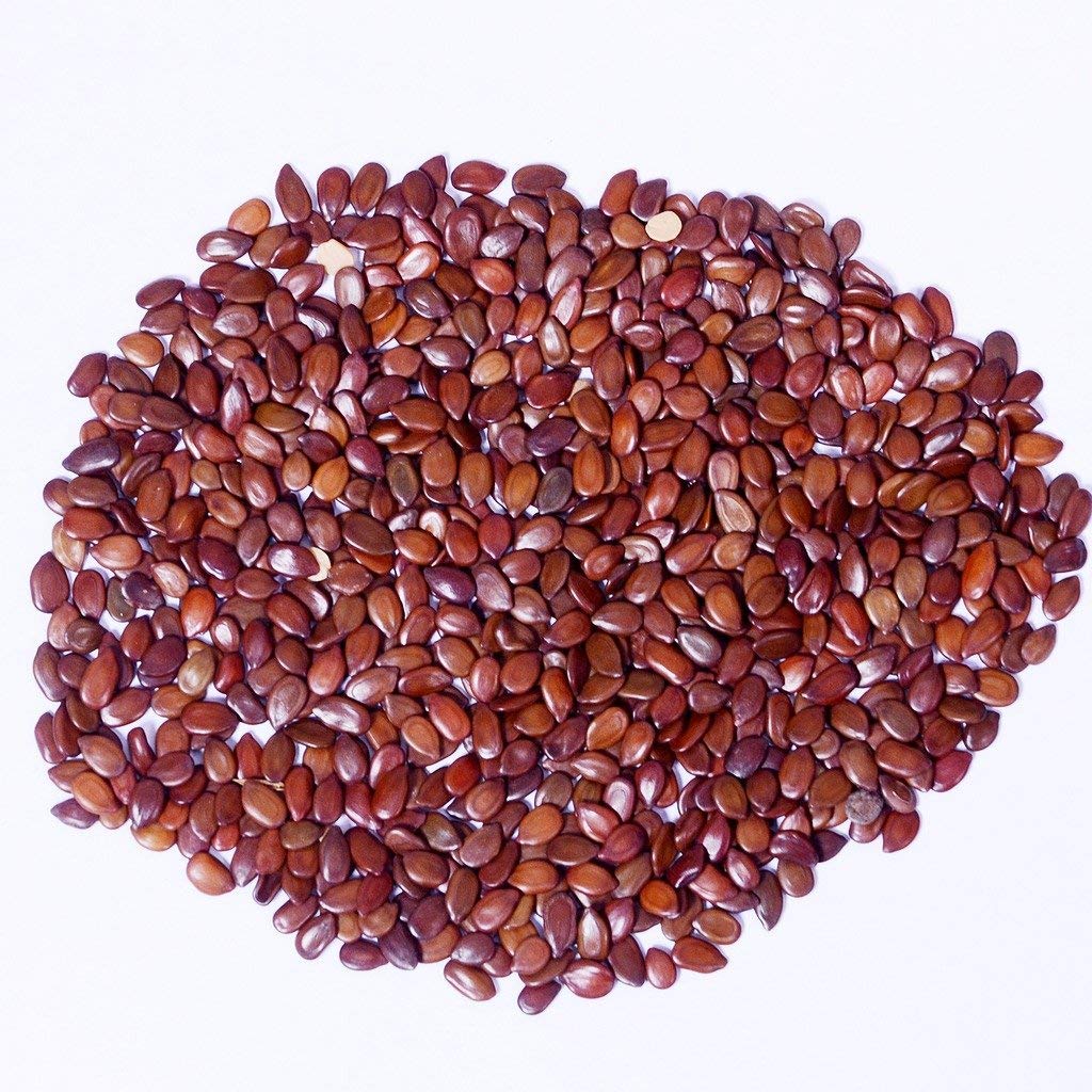 Garden Craft-Subabul-1 KG Leucaena leucocephala, subabul tree seeds, subabul tree, subabul fodder to cattle and goats. - Pack of 1kg (B0966PBVQ5) Amazon Price History, Amazon Price Tracker