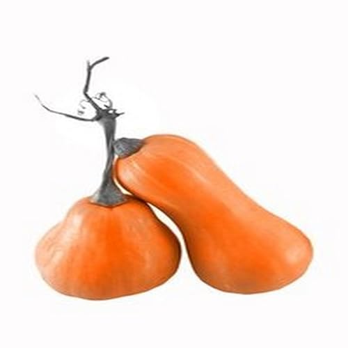 Broccoli and Pasta Casserole - //medicalbooks.filipinodoctors.org