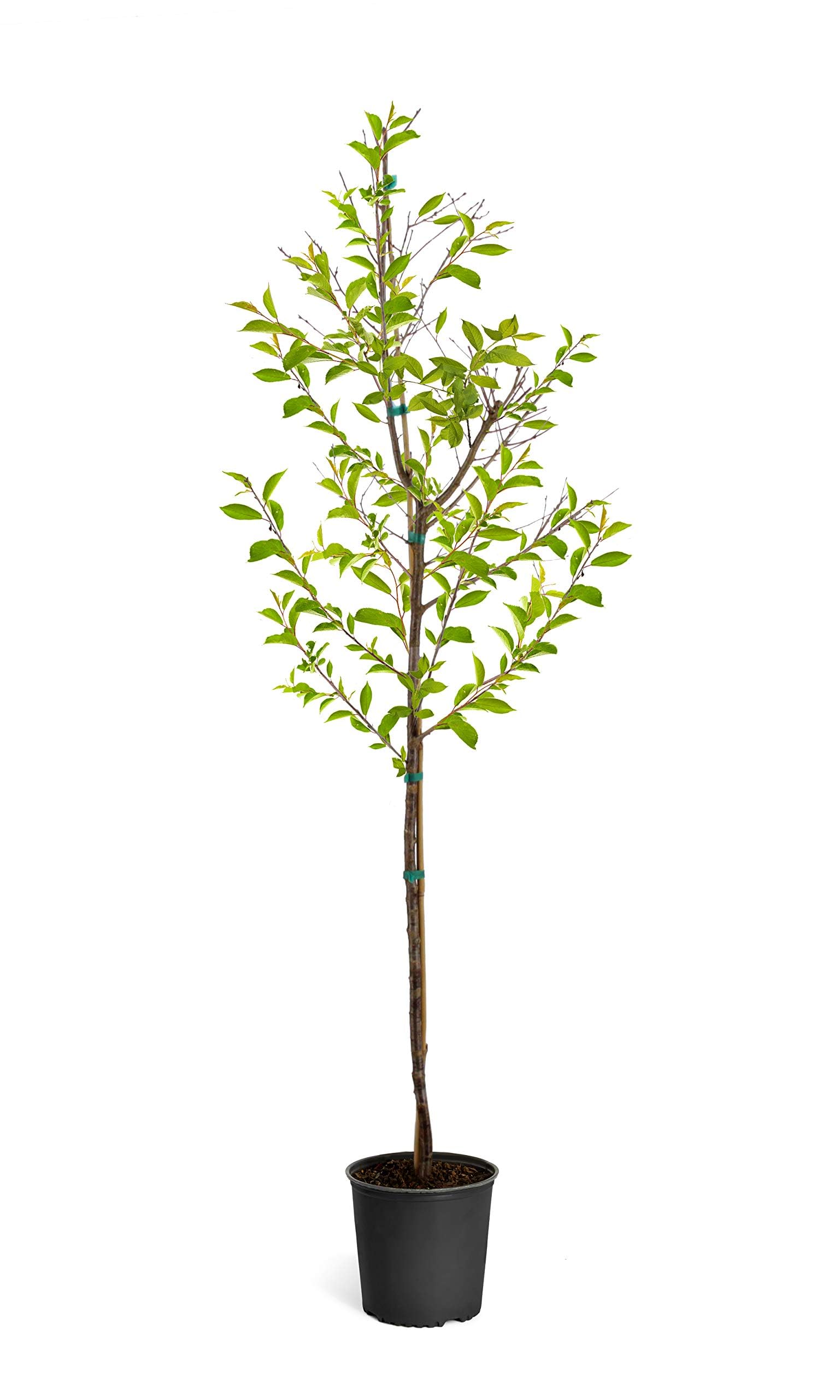Brighter Blooms Okame Cherry 3-4 ft