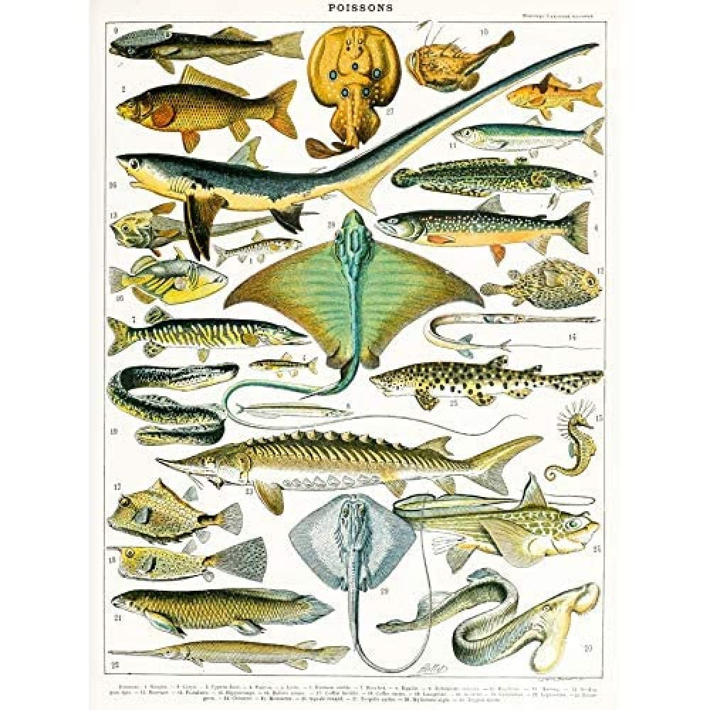 Artery8 Millot Encyclopedia Page Molluscs Shells Art Print Framed Poster Wall Decor 12x16 inch — view 69