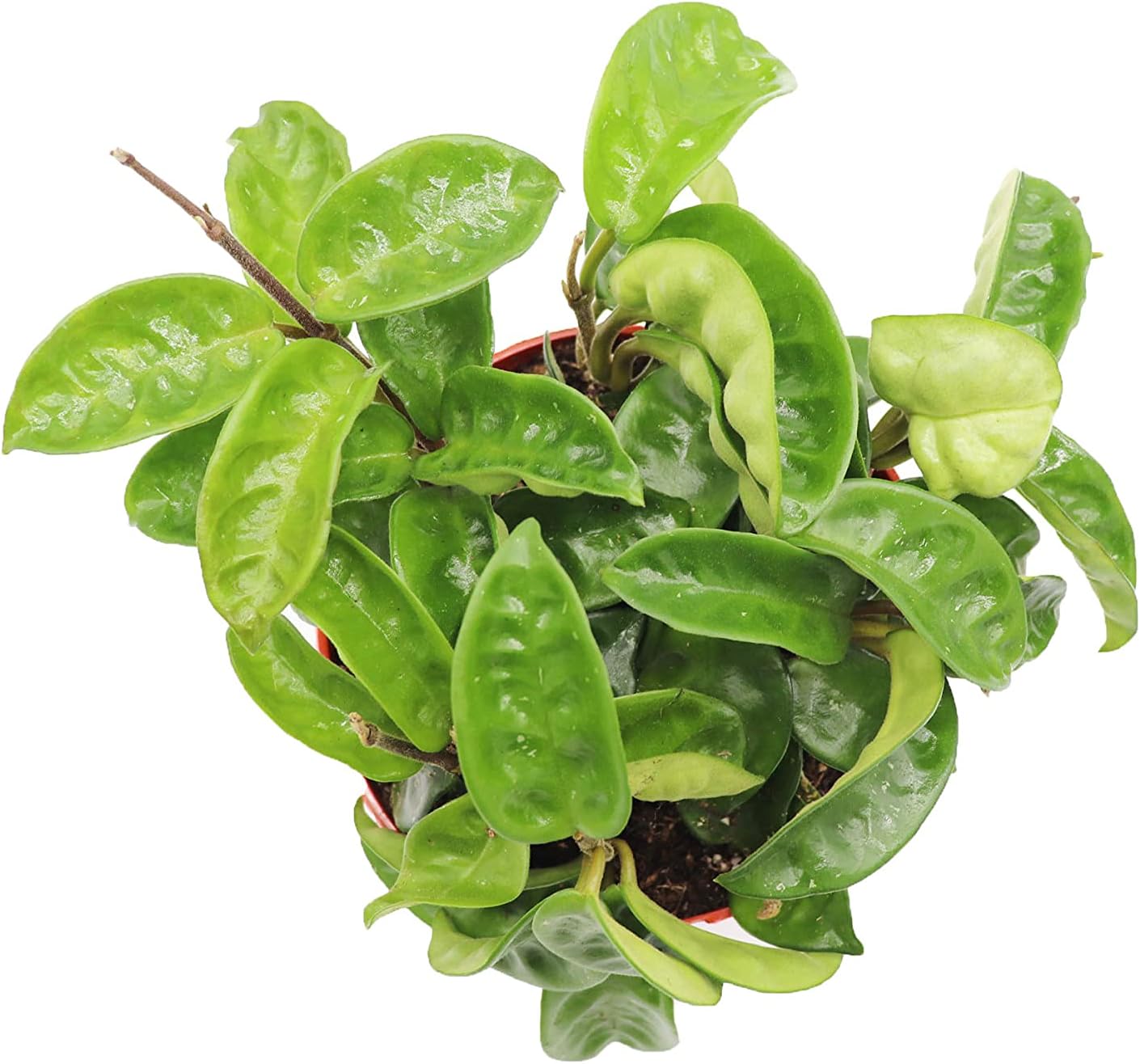 Hoya Carnosa Krinkle Wax Plant Ripple - 6'' from California Tropicals