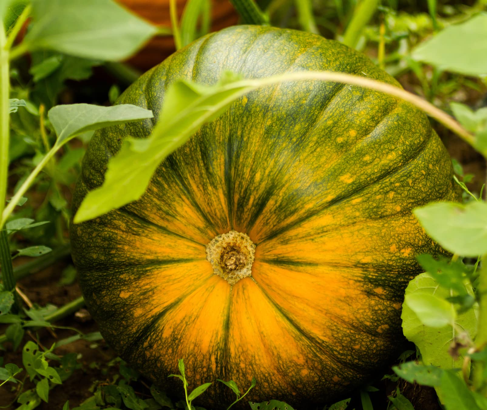Natura GreenHouse Hybrid Very Big Size pumpkin 25 Seeds For Planting Home And garding (B0BTSQ1FRC) Amazon Price History, Amazon Price Tracker