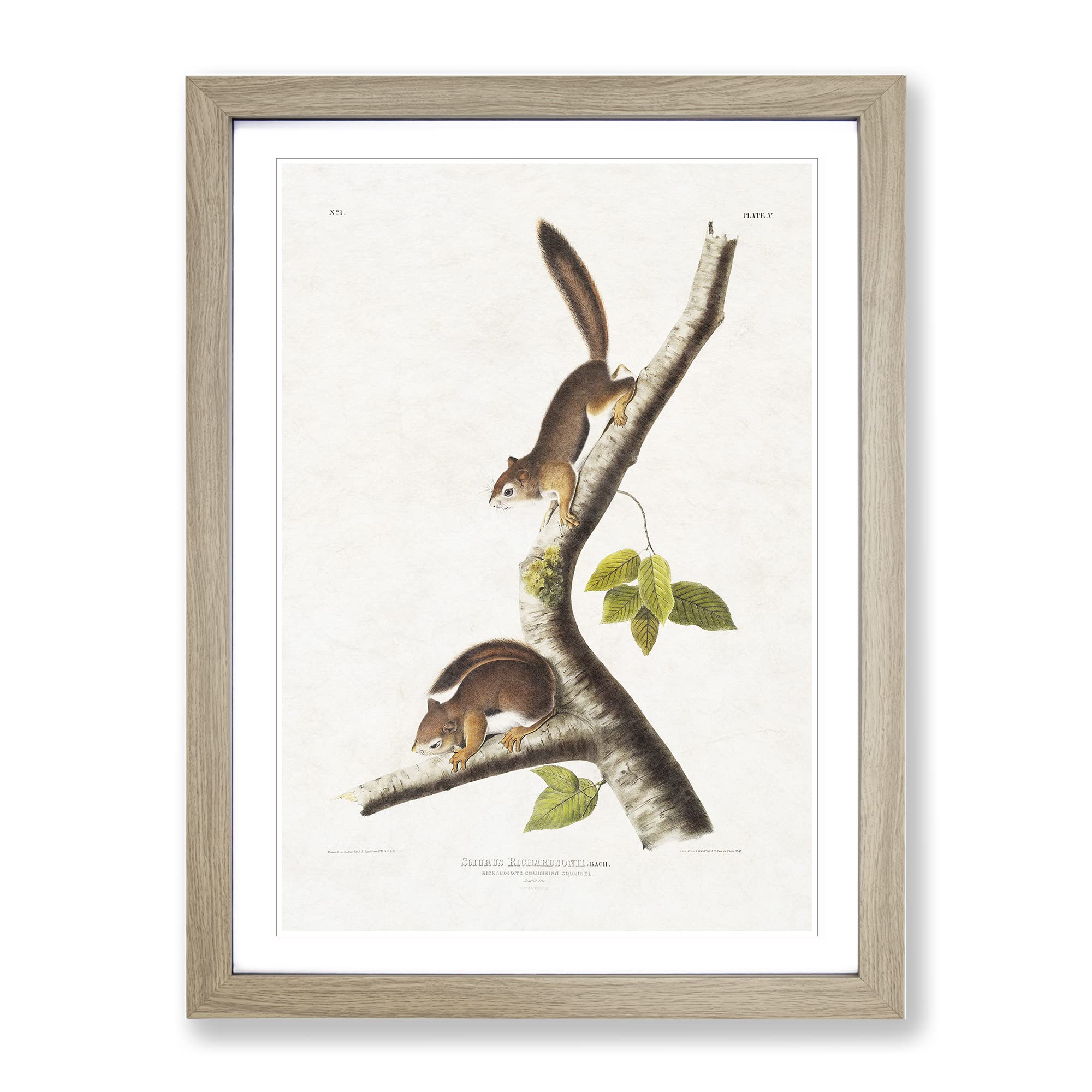 Columbian Squirrels By John Woodhouse Audubon Vintage Framed Wall Art Print