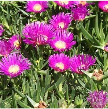 Gardenbox Kaz Aya  Fidesi, Dikime Haz r, 15-25cm, Tomurcuklu, Mezar  rt c , Yay l c  Bitki