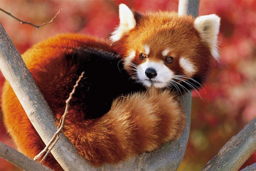 JonathanOutletStore A baby red panda Oil painting On Canvas Home Wall Decor Frameless print 20x24inch