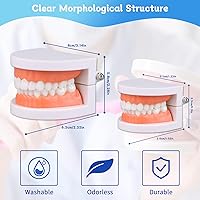 Vista 2 de Modelo de dientes dentales, modelo de dientes estándar, demostración de modelo de boca de dentadura para niños, suministros de estudio de enseñanza