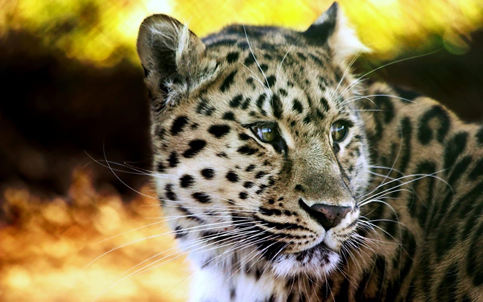 geduldsspiel für Erwachsene 3D Puzzle 2000 Teile Leoparden Große Tiere 70x100cm