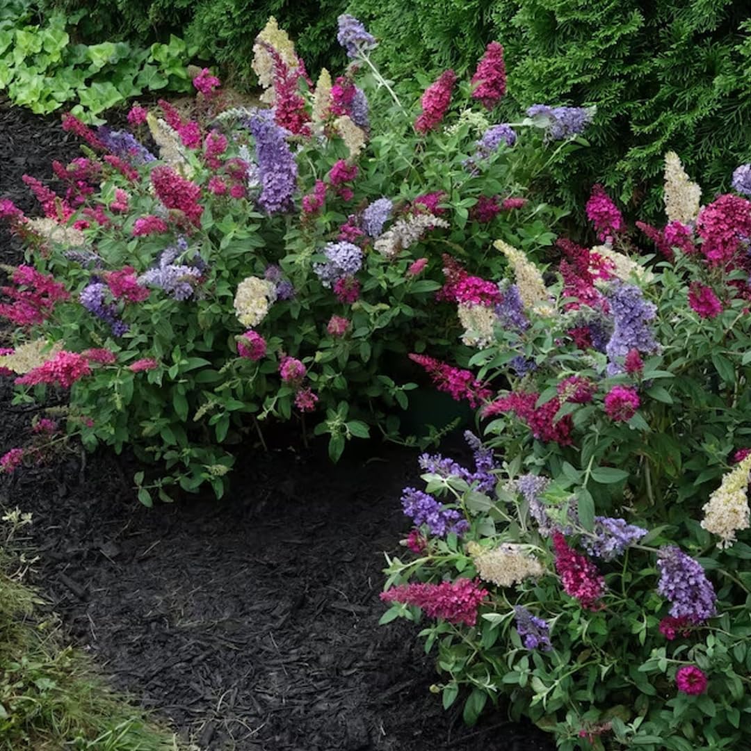 Albero delle Farfalle, Buddleja Davidii Tricolor, Buddleia Pianta in Vaso ø18 cm h 60/100 cm, Pianta Vera Vivaio di Castelletto