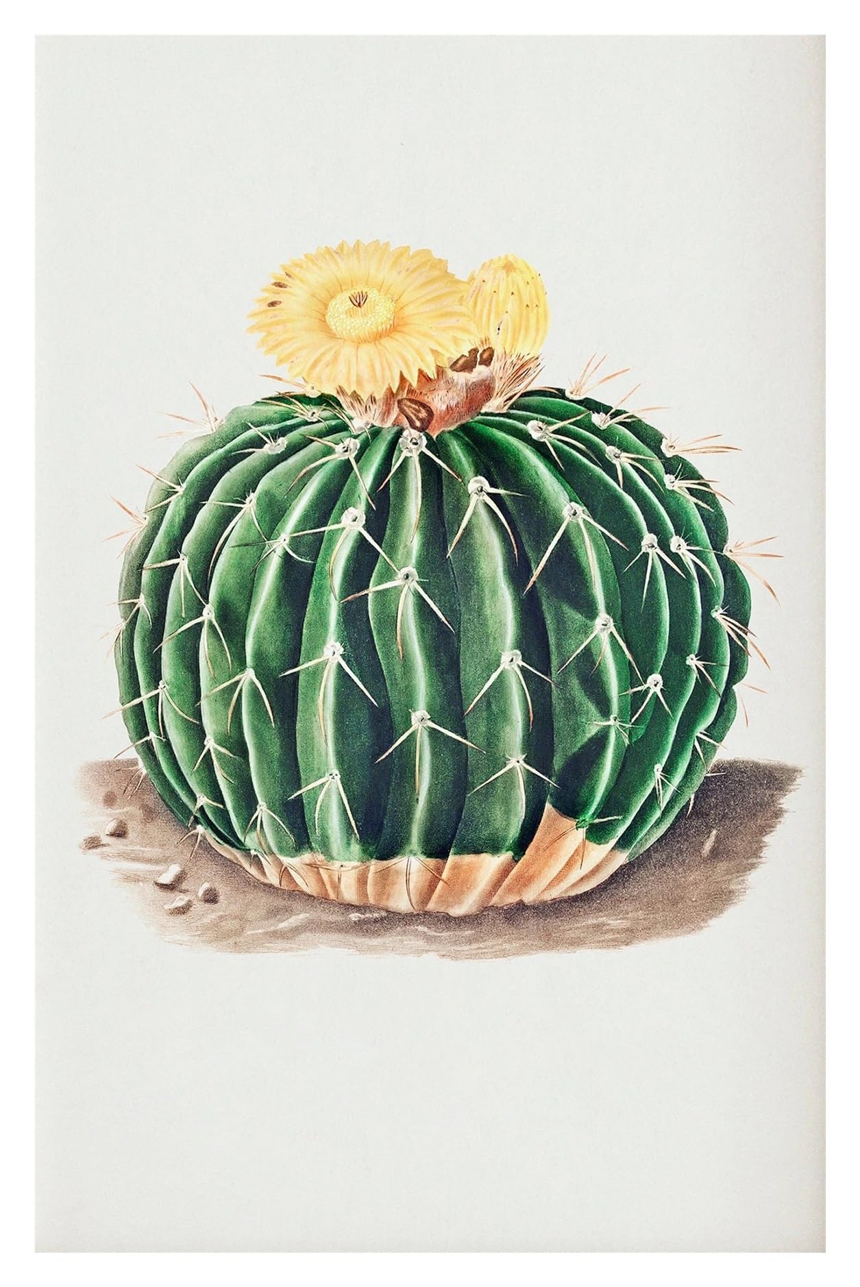 Décoration murale moderne cactus sur toile haut de gamme 30x40
