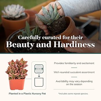 多肉植物全書 All about SUCCULENTS 多肉植物全書 All about SUCCULENTS | パワポン・スパナンタナー
