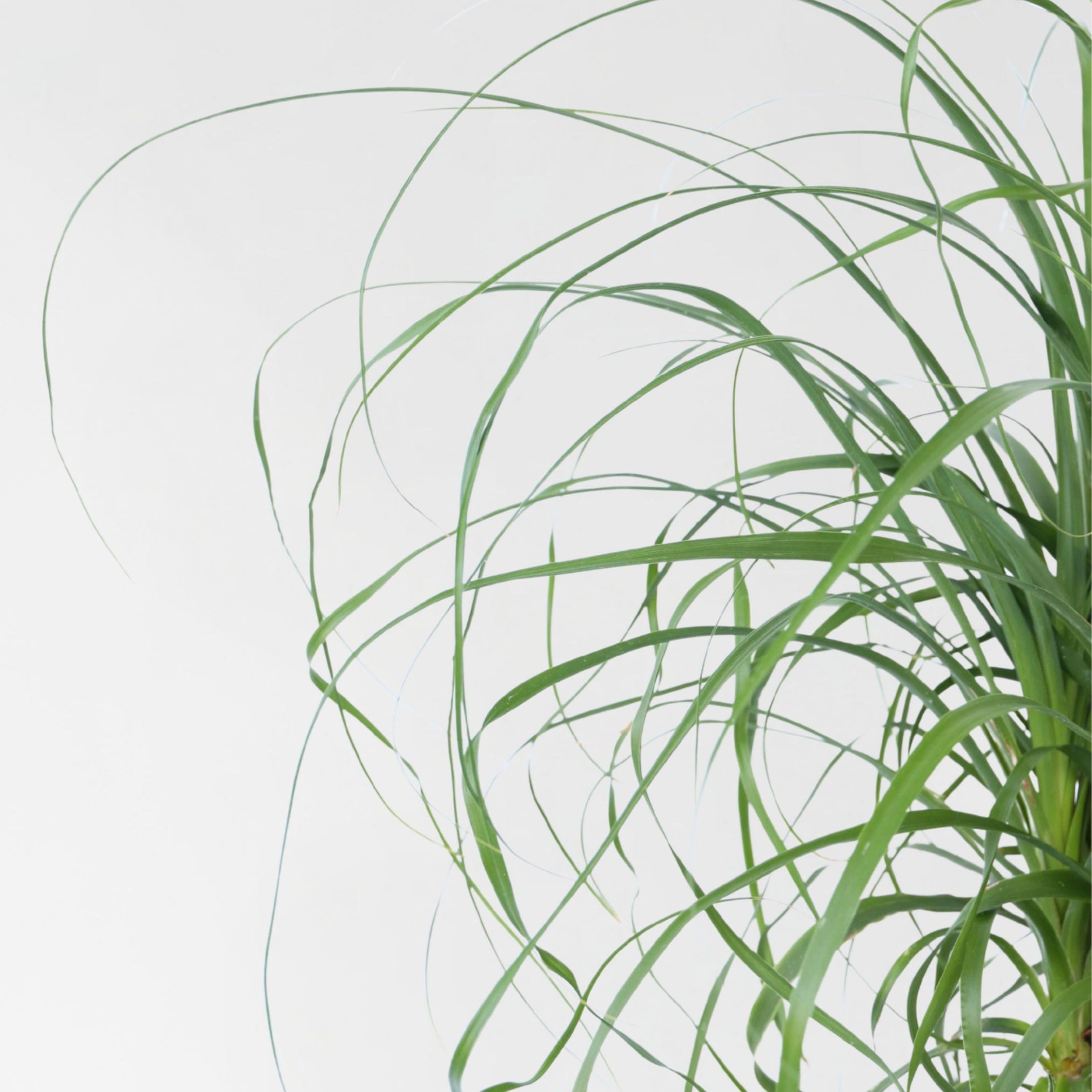 Plant in a Box - Beaucarnea recurvata - Elefantenfuß - Grüne zimmerpflanze - Topf 21cm - Höhe 60-70cm