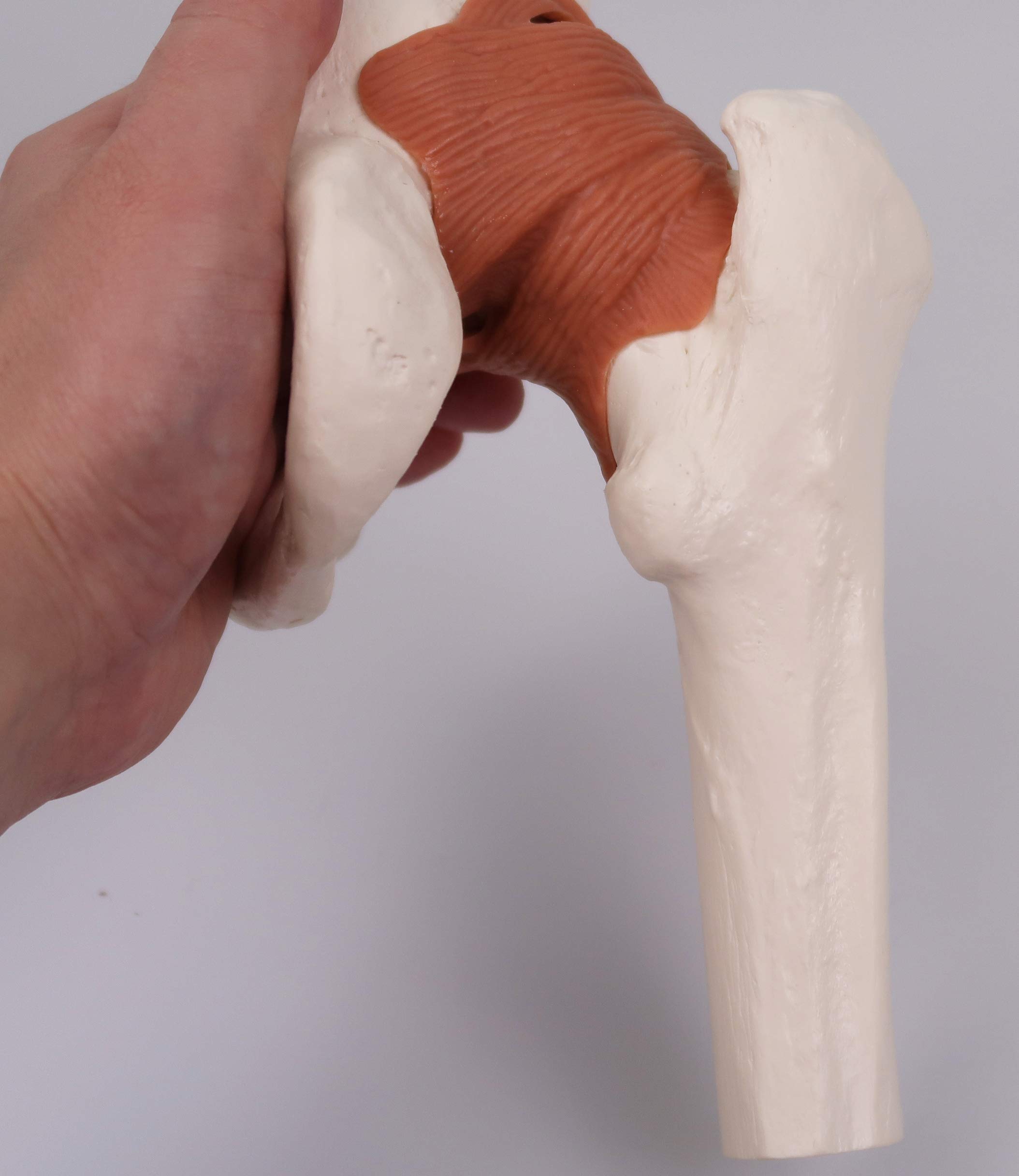 3B Scientific A81 Articolazione dell'Anca, Modello Funzionale + software gratuito di anatomia - 3B Smart Anatomy