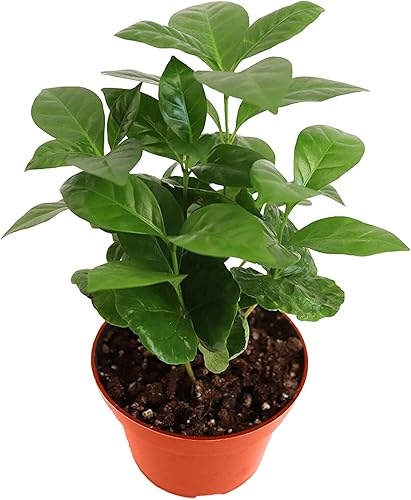 California Tropicals Planta de café arábica – Planta viva de 4 pulgadas, árbol de café, granos bonitos, cuidado de plantas de interior, regalo para