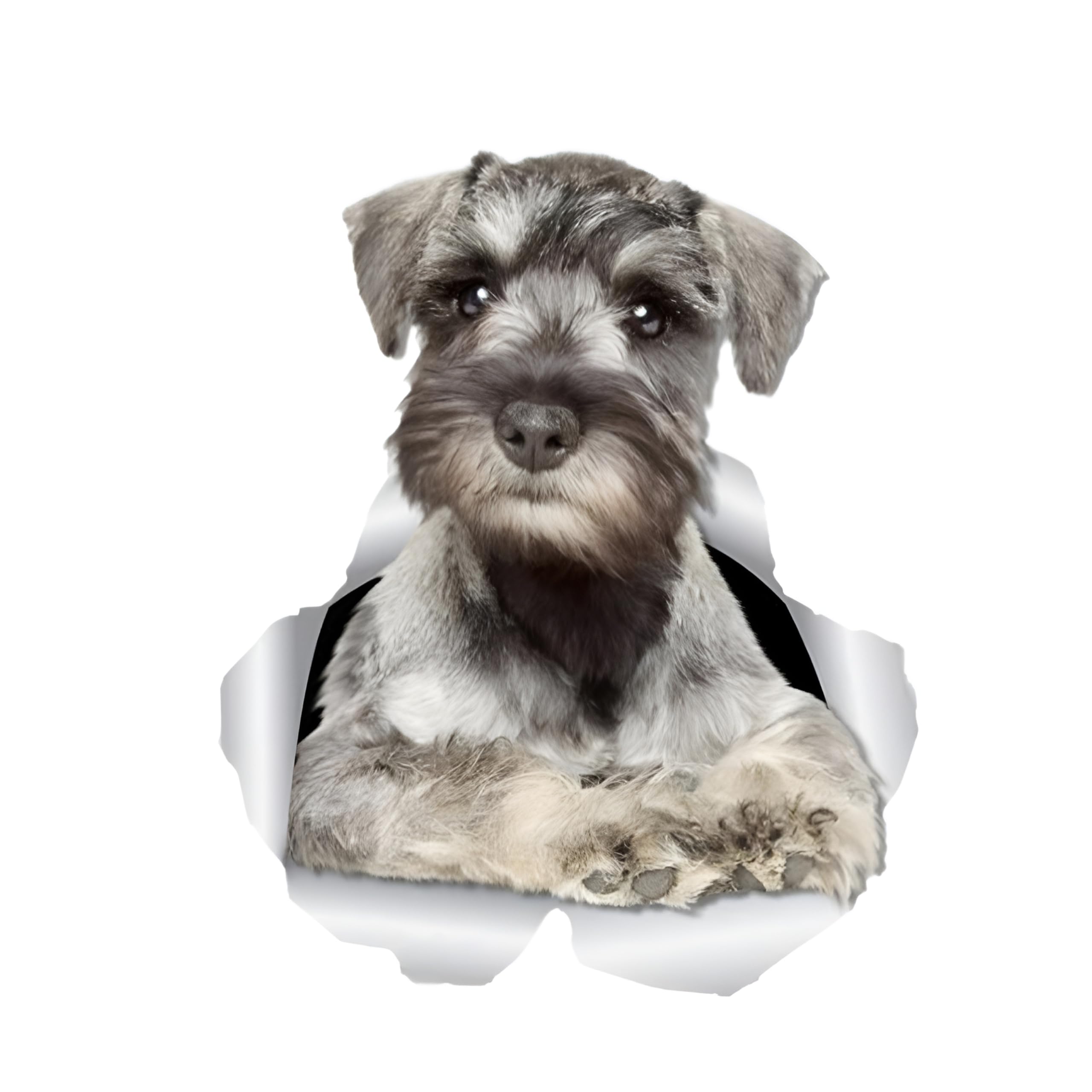 Französische Bulldogge Aufkleber, 3D Zerrissener Effekt, Was