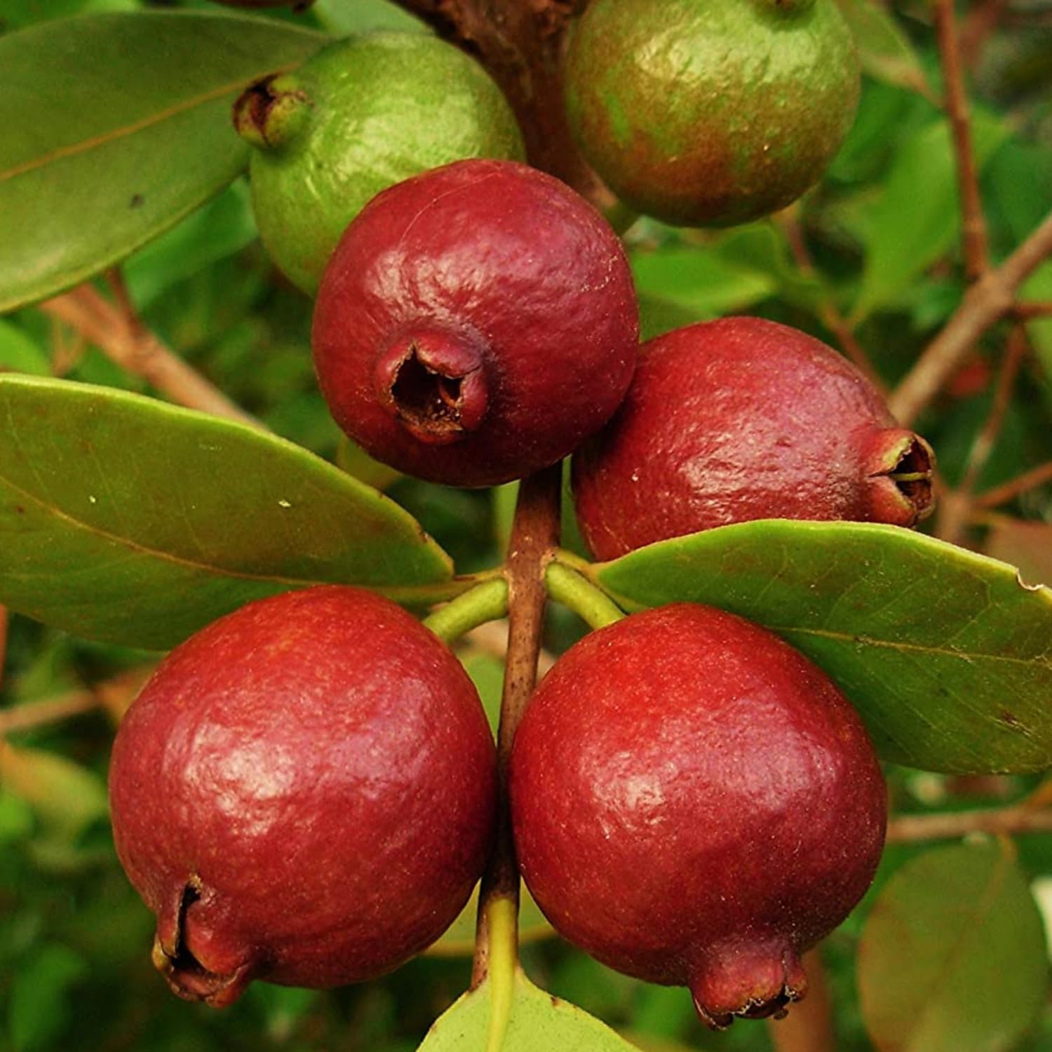 See full amazon price history chart for Hug A Plant | Strawberry Guava/Red Guava (Psidium cattleianum) Fruit Live Plant (Home & Garden) Hug A Plant | Strawberry Guava/Red Guava (Psidium cattleianum) Fruit Live Plant (Home & Garden) (B0C7TSV8RX) Amazon Price History, Amazon Price Tracker