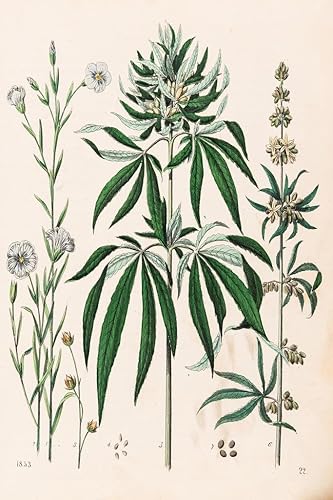 Ilustración de marihuana de planta de cannabis 1853 Weed Room Dope Gifts Guys Propaganda fumar Stoner Reefer Stoned Buds Pothead Dormitorio Paredes
