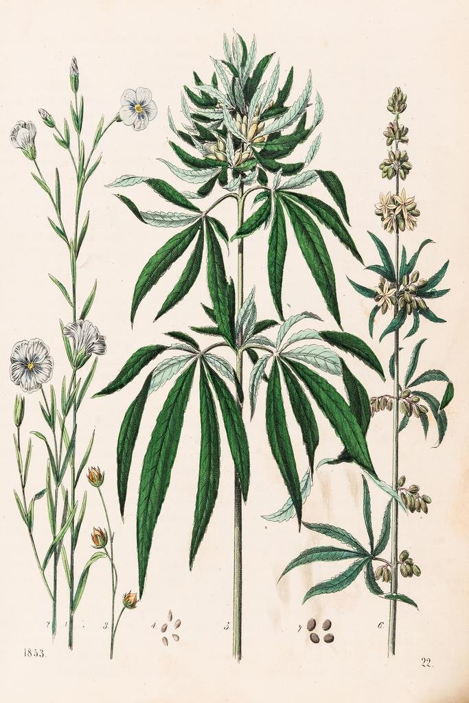 Amazon.co.jp: 大麻植物 マリファナ イラスト 1853 雑草 部屋 ドープ
