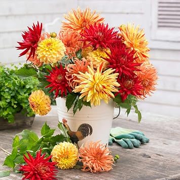 Dahlia Sunset Mix 3 tubers, Great Cut Flowers,Blooms Summer to Fall