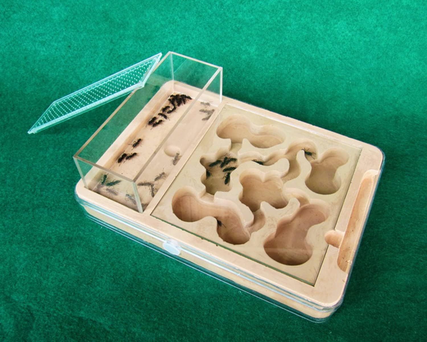 Nido de observación estereoscópica acrílico Nido de hormigas ecológico, hormiguero de plástico transparente PP, castillo de hormigas, caja de cría de hormigas, casa de hormigas, caja de alimentación d