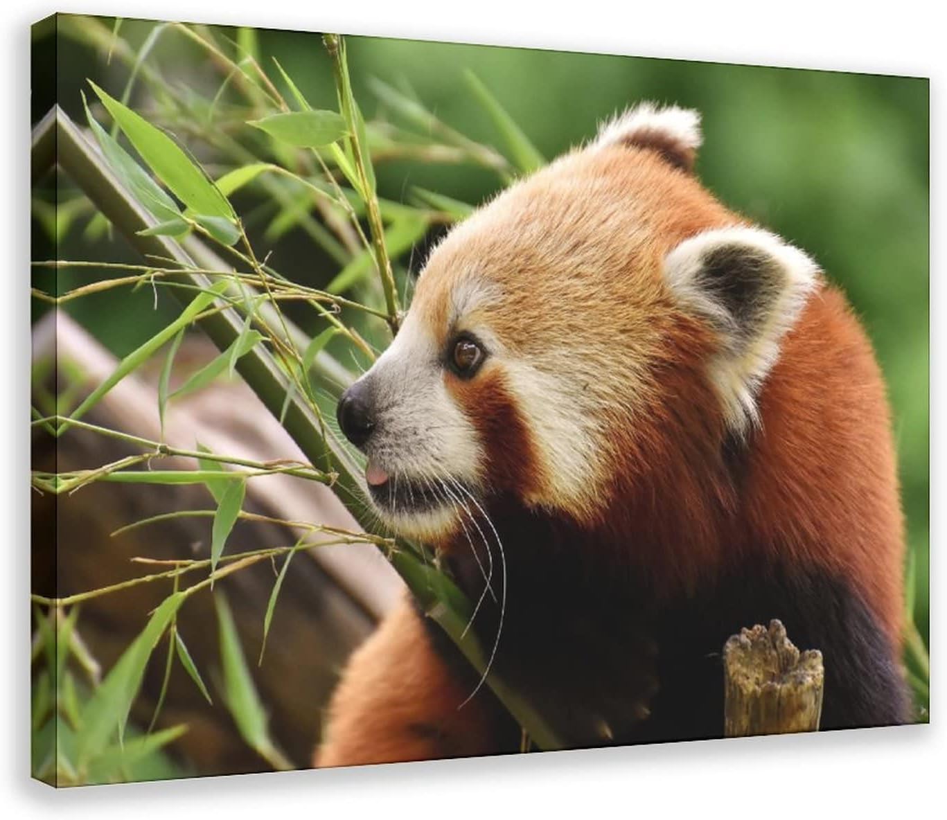 Amazon Com Red Panda Eating Bamboo Print Canvas Art Deco Poster Wall Art Home Decor Animals Pictures Poster For Bedroom Living Room Office Print Poster Living Room Decoration Room Aesthetics Posters 12x18inch Posters