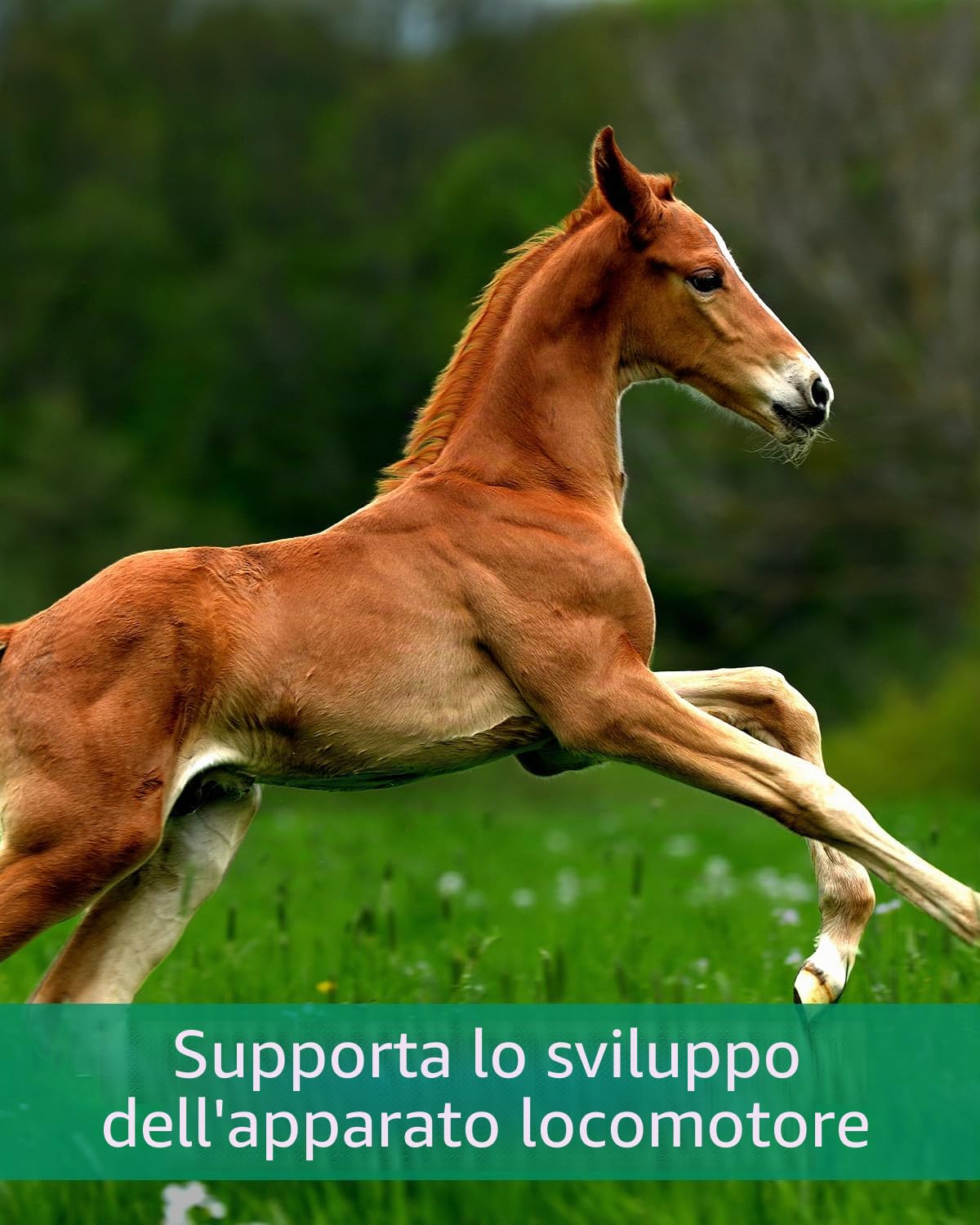 EQUISTRO® Mega Base Junior | Mangime complementare per cavalli | Per una fornitura equilibrata di nutrienti di puledri in crescita | 1 l