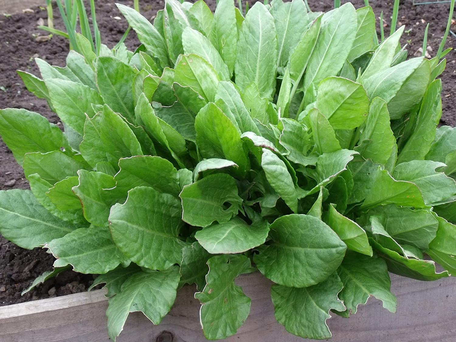 Amazon.com : 3000+ Premium French Sorrel Seeds for Planting  Low  Maintainance, Easy to Grow, High-Yield Non-GMO Heirloom Seeds : Patio,  Lawn & Garden