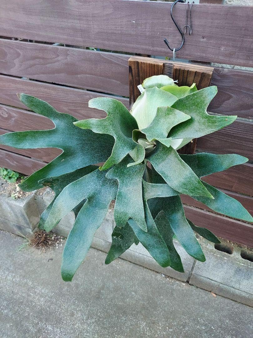 hillii系 胞子撒き ビカクシダ 胞子培養 コウモリラン ビカクシダ