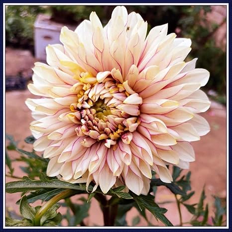 Amazon 鉢植えのダリア球根 鉢植え 園芸 ゴージャスビューティフル 世界的に有名な庭に植えられた価値 観賞用の価値かわいい種類のかわいいアンビライトの花が繁栄する 花