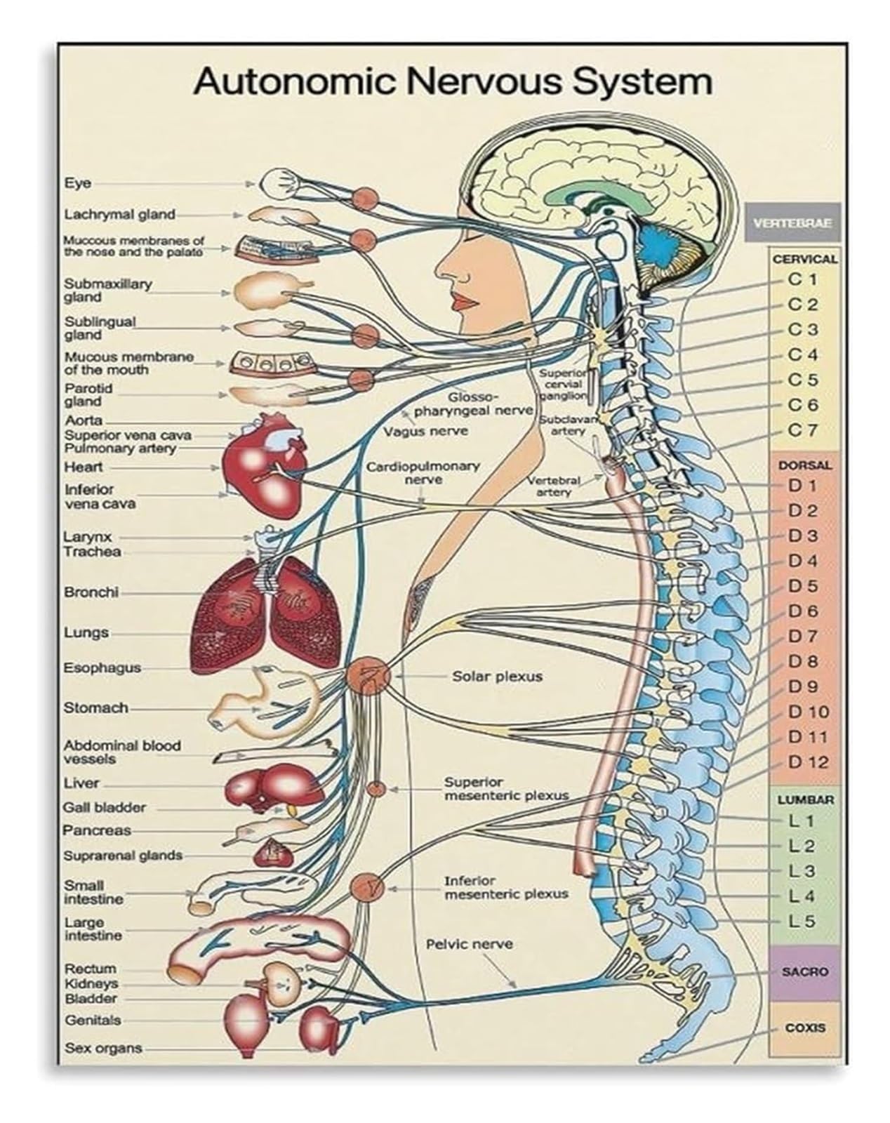 MDBJTCYZN Educational Poster: Autonomic Nervous System and Spinal Anatomy for Wall Decor(Framed,16x24inch(40x60cm))
