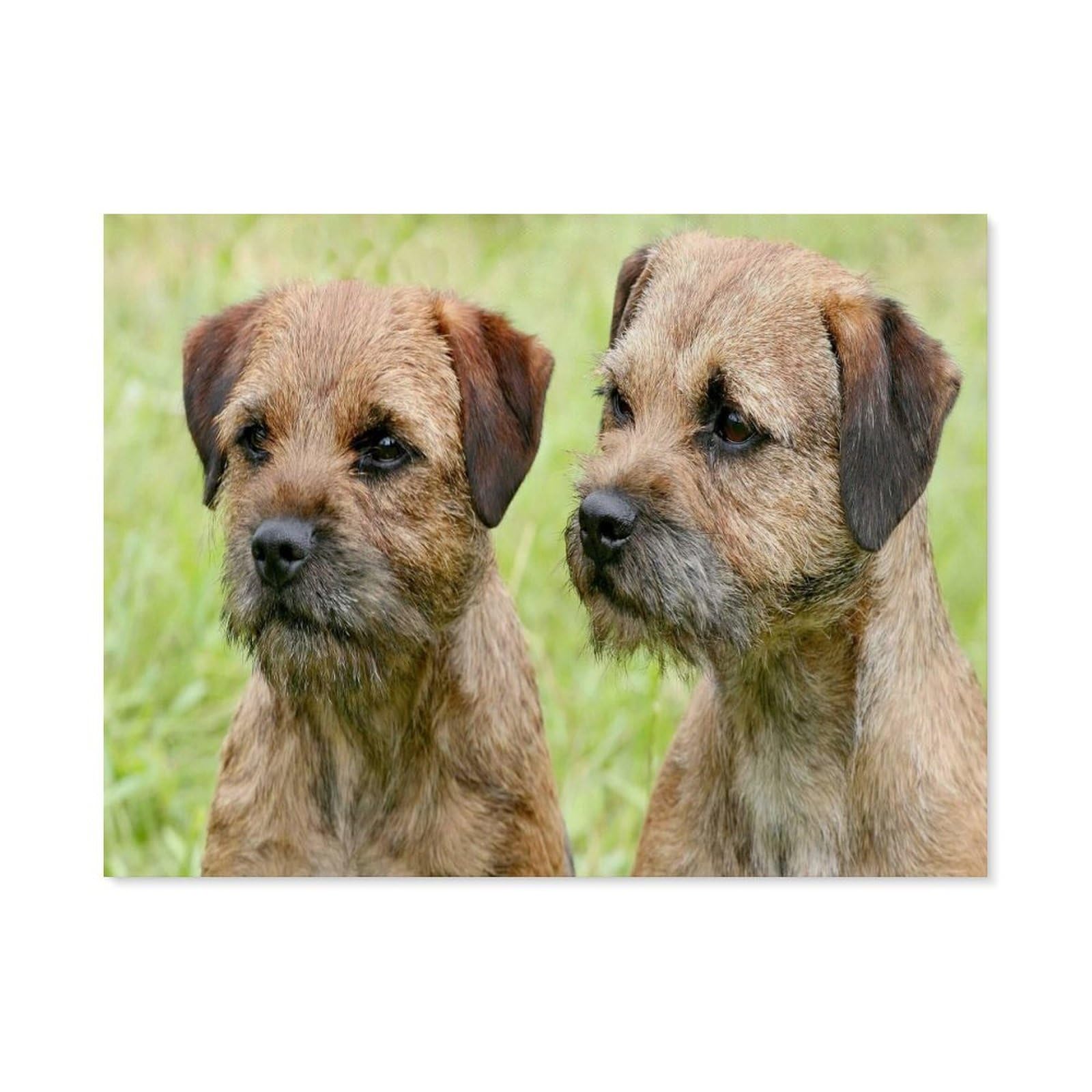 Paint by Numbers for Adults，Border Terrier Dogs，DIY Paint by Numbers Kits for Adults Kids on Canvas with Brushes and Acrylic Pigment Oil Painting Kits Home Decor Gift(30x40cm) 11.8x15.7 inches-E97